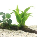 Driftwood Large Met 3 Planten