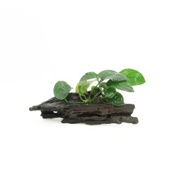 Driftwood Large Met Anubias