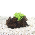 Driftwood Small Met Pogostemon Helferi