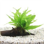 Driftwood Medium Met Microsorum Pteropus