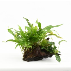 Driftwood Small Met Plant Mix