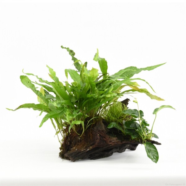 Driftwood Small Met Plant Mix