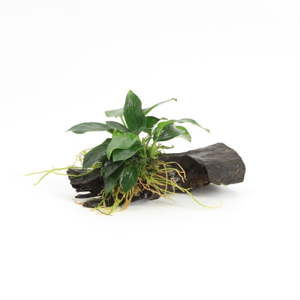 Driftwood Small Met Anubias