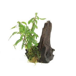 Driftwood Small Hygrophilla Pinatifida