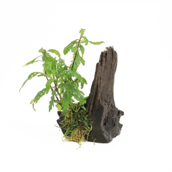 Driftwood Small Hygrophilla Pinatifida