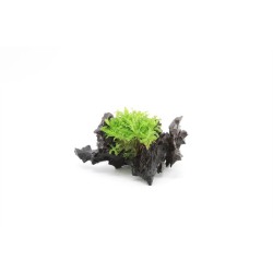 Driftwood Small Met Pogostemon Helferi