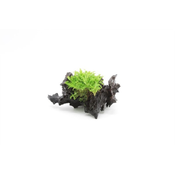 Driftwood Small Met Pogostemon Helferi