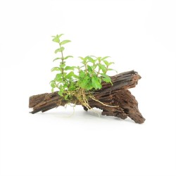 Driftwood Small Met Staurogyne Repens