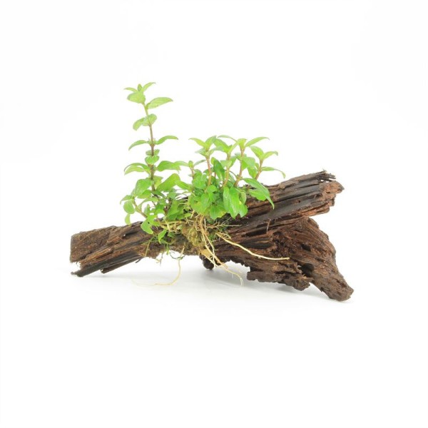 Driftwood Small Met Staurogyne Repens