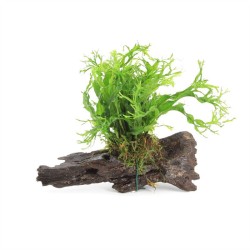 Driftwood Small Met Microsorum Pteropus Speciaal