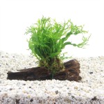 Driftwood Small Met Microsorum Pteropus Speciaal