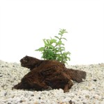 Driftwood Small Met Staurogyne Repens