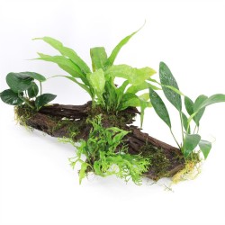 Driftwood XXL Met 5 Planten