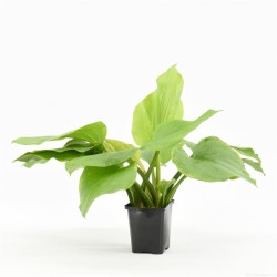 Echinodorus Argentinensis Moederplant