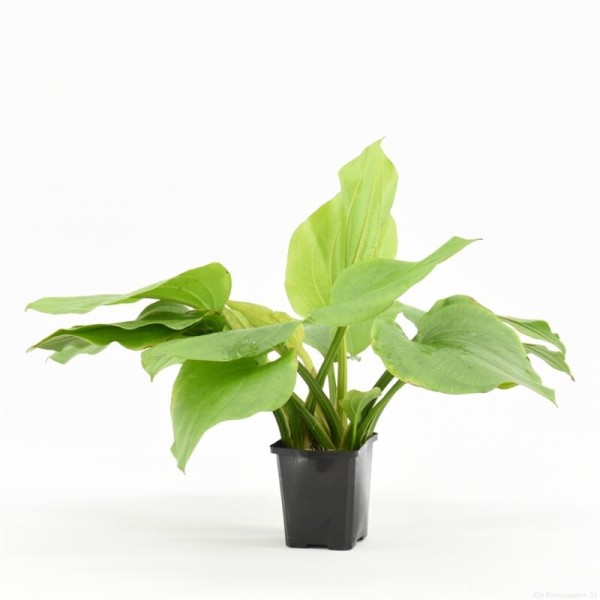 Echinodorus Argentinensis Moederplant