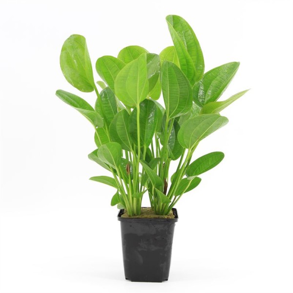 Echinodorus Harbich Moederplant