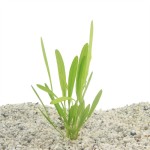 Echinodorus Horemanii Groen Moederplant