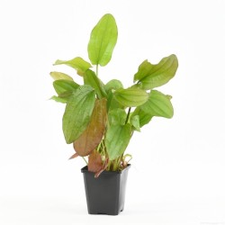 Echinodorus Impai Moederplant