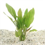 Echinodorus Impai Moederplant