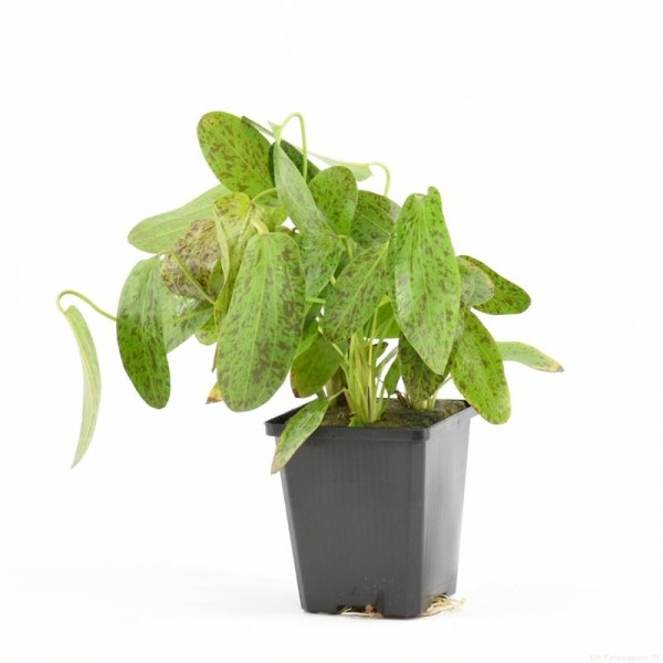 Echinodorus Ozelot Groen Moederplant