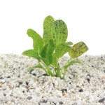 Echinodorus Ozelot Groen Moederplant