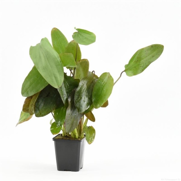 Echinodorus Ozelot Rood Moederplant