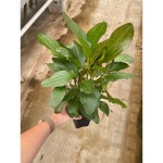 Echinodorus Ozelot Rood Moederplant