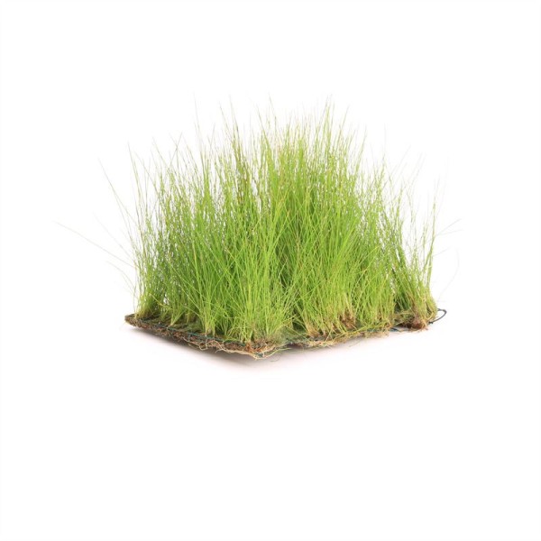 Eleocharis Op Stalen Net