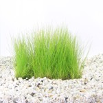 Eleocharis Op Stalen Net