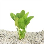 Echinodorus Harbich Moederplant