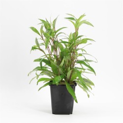 Hygrophila Angustifolia Moederplant