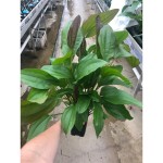 Echinodorus Impai Moederplant