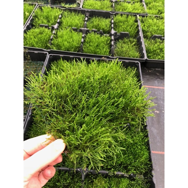 Javamos Op Stalen Net