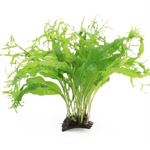 kokosnoot brug met Microsorum Speciaal