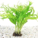 kokosnoot brug met Microsorum Speciaal