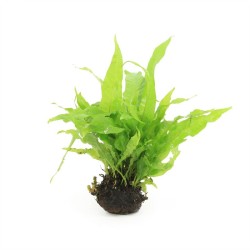 Lavasteen Met Microsorum Pteropus