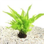 Lavasteen Met Microsorum Pteropus