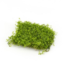 Micranthemum Monte Carlo op stalen net