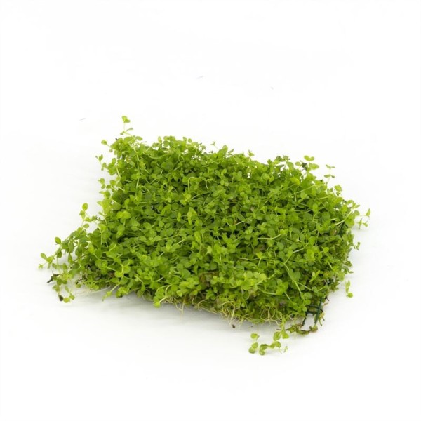 Micranthemum Monte Carlo op stalen net