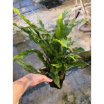 Microsorum Pteropus Moederplant