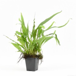 Microsorum Pteropus Moederplant