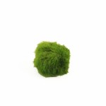 Chladophora Aegagropphila – Mosbal