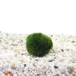 Chladophora Aegagropphila – Mosbal