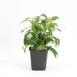 Nomaphila Siamensis Moederplant