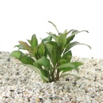 Nomaphila Siamensis Moederplant