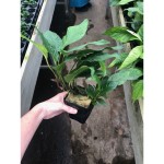 Anubias Heterophylla Moederplant