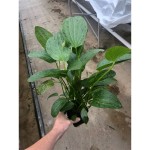 Echinodorus Ozelot Groen Moederplant