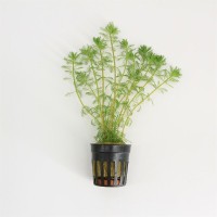 Myriophyllum Brasiliensis