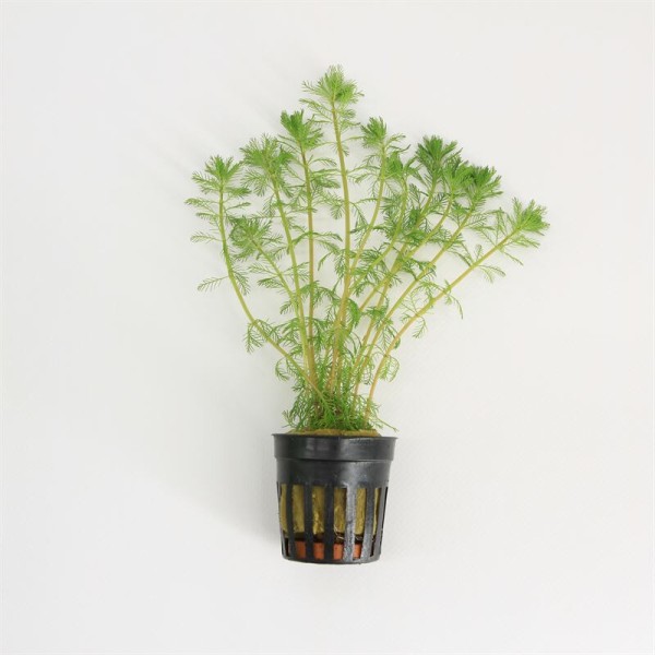 Myriophyllum Brasiliensis