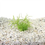 Pogostemon Stellatus Octopus